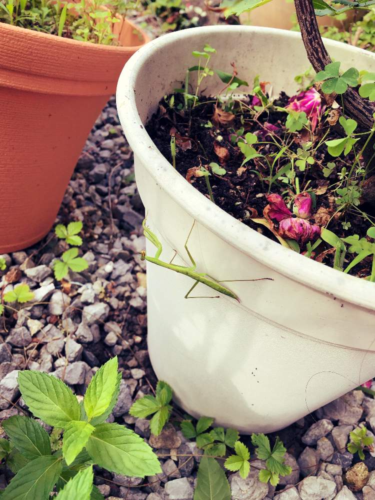 リンデンミントの投稿画像 By Windyさん ハーブ 19月7月5日 Greensnap グリーンスナップ