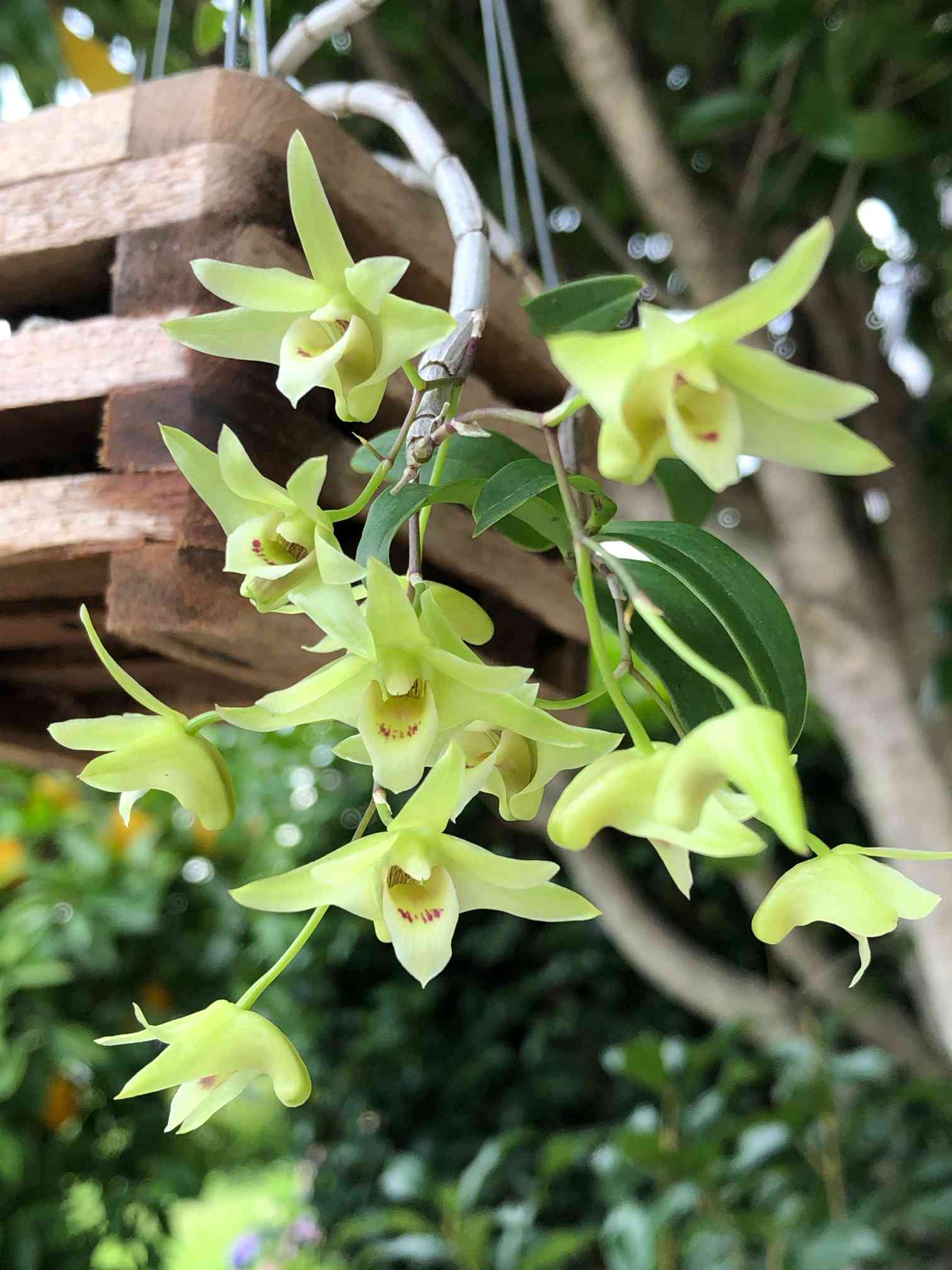 キバナノセッコク 素心花 「深芳野」 開花中 富貴蘭 長生蘭 セッコク