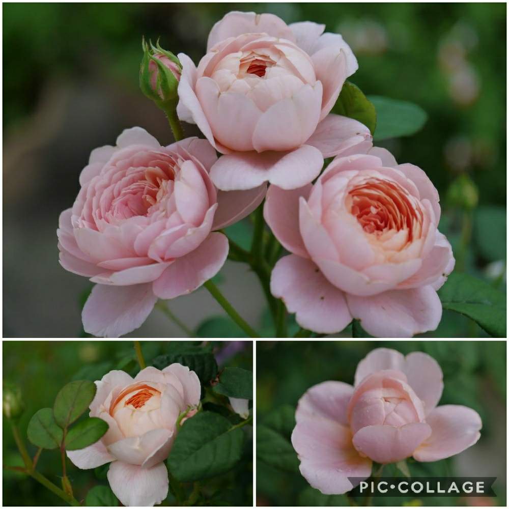 クイーン オブ スウェーデンの投稿画像 By はなさん 良い香り とピンクの花と癒しの花とガーデニングと花のある暮らしと薔薇のある暮らし 19月7月5日 Greensnap グリーンスナップ