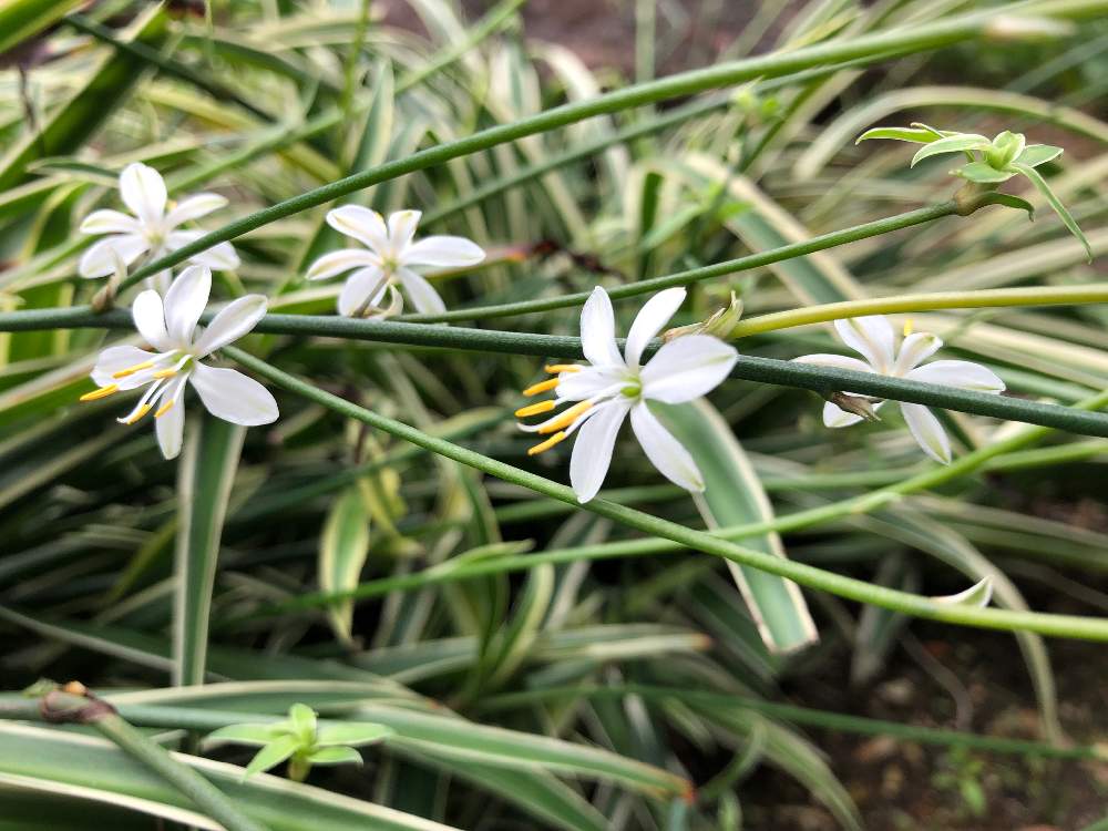 ロイヤリティフリーオリヅルラン 花 紫 すべての美しい花の画像