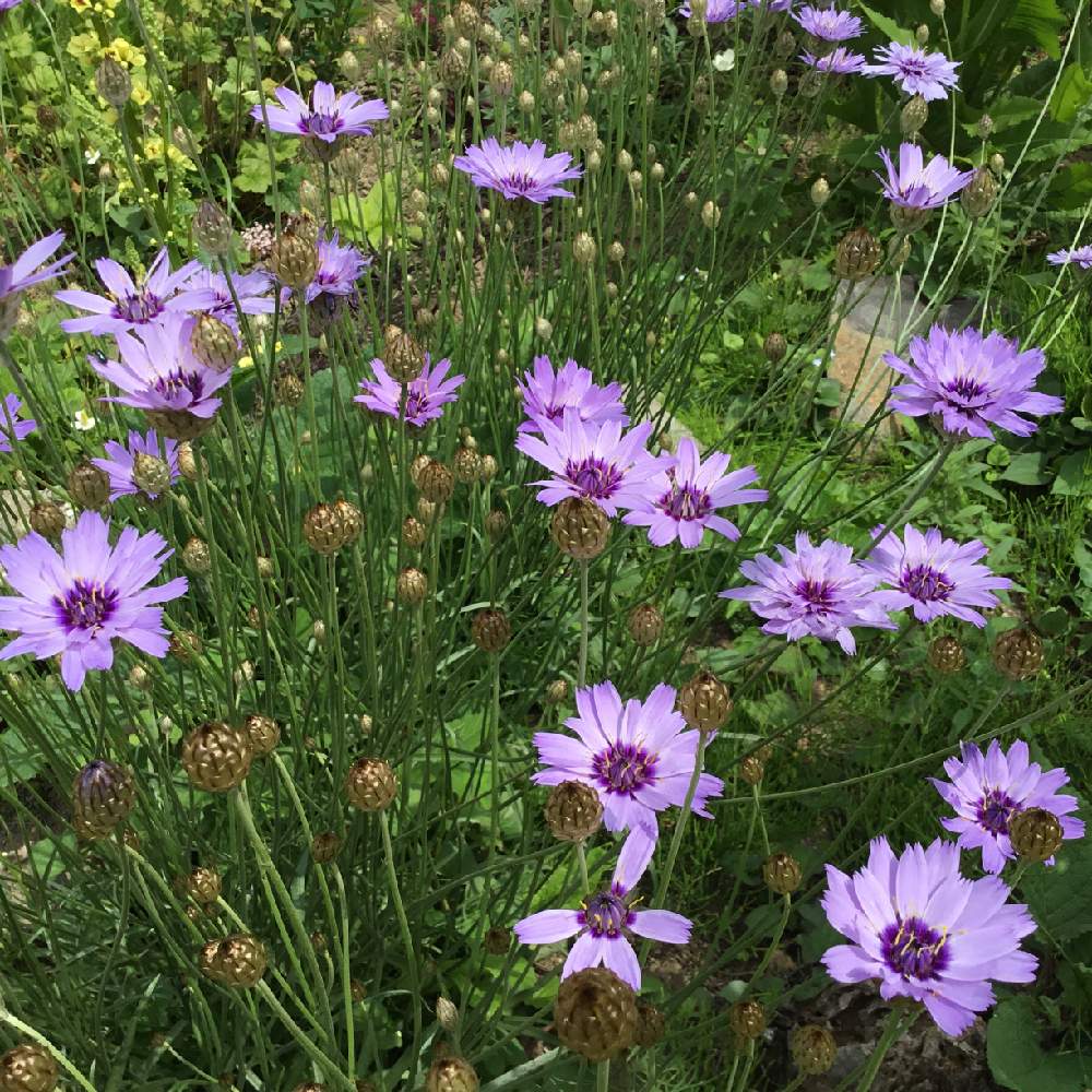 カタナンケの投稿画像 By あおいねこさん 花のある暮らしと北海道の庭と北海道と紫の花と北海道ガーデンと庭の宿根草 19月7月5日 Greensnap グリーンスナップ