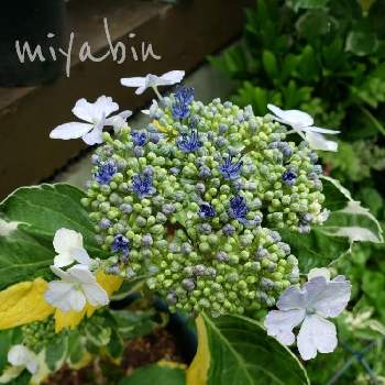 黄色と白の斑入りアジサイ ウェーブの大苗 レモン 紫陽花 人気品種 Vardziaresort Com