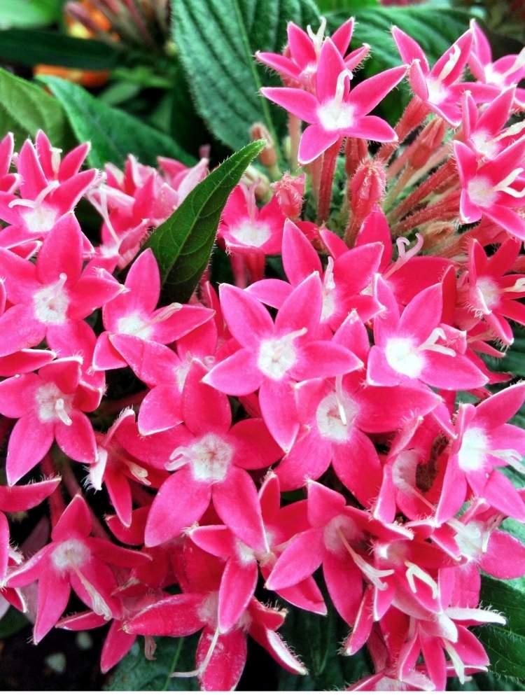 ペンタスの投稿画像 By 空kuuさん ピンクの花と花のある暮らし 19月7月5日 Greensnap グリーンスナップ
