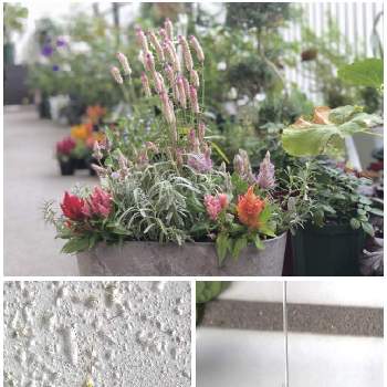 ケイトウ サマーラベンダーの投稿画像一覧 Greensnap グリーンスナップ