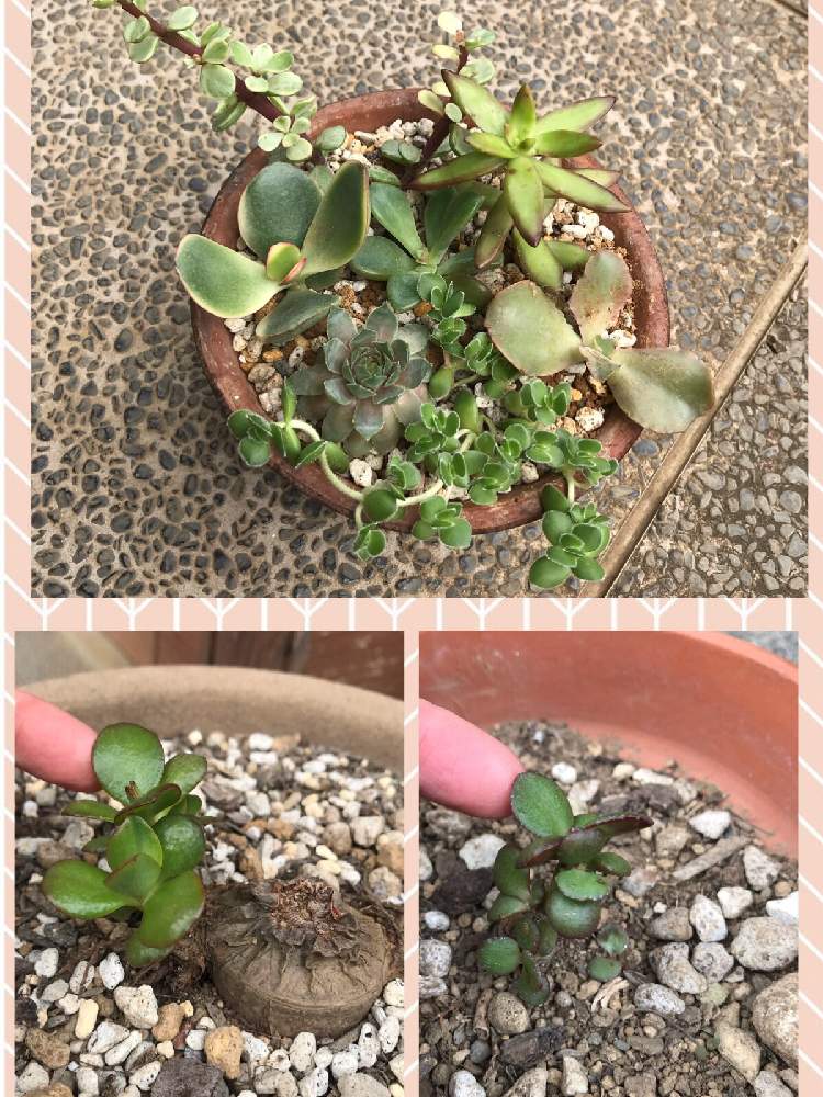 金のなる木 復活の投稿画像 By Nianさん ダイソー多肉と丸葉花月錦 とカネノナルキ と金のなる木 花月 と金のなる木 復活とダイソー多肉と丸葉 花月錦 とカネノナルキ と金のなる木 花月 19月7月5日 Greensnap グリーンスナップ Greensnap グリーン