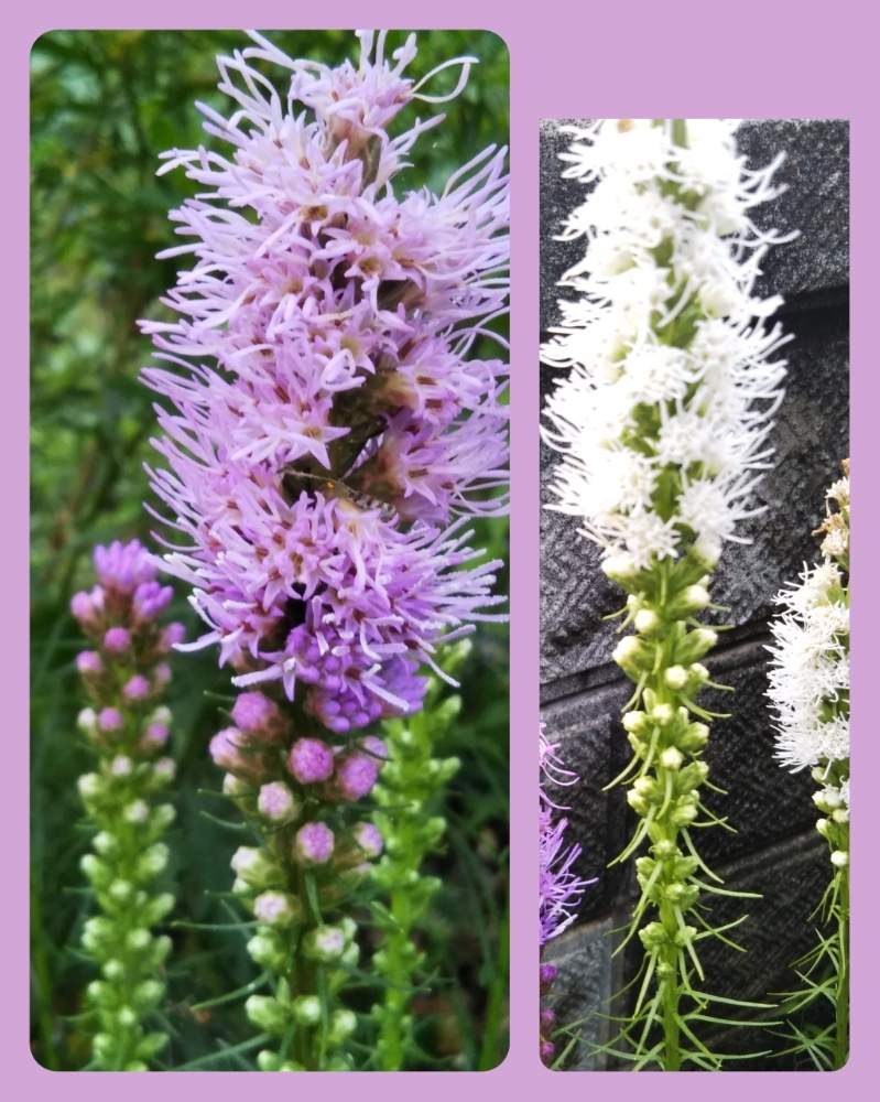 リアトリスの投稿画像 By すずさん 夏の花とリアトリス と花のある暮らしと白い花 19月7月5日 Greensnap グリーンスナップ