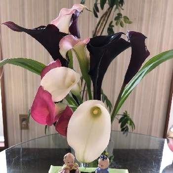 カーラーの花の投稿画像一覧 Greensnap グリーンスナップ