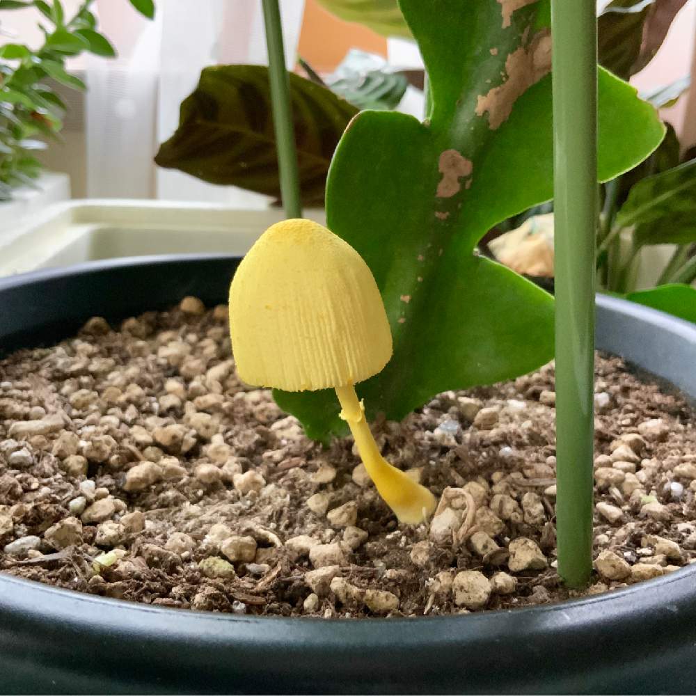 観葉植物の投稿画像 By 8787さん 植物のある暮らしと フィッシュボーンカクタスとキノコ生える と植中毒 19月7月5日 Greensnap グリーンスナップ