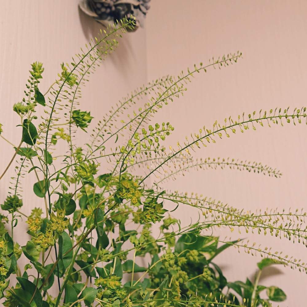 タラスピ セイヨウペンペン草 の投稿画像 By Aco さん 植物のある暮らしとドライフラワーのある暮らしと癒しと花のある暮らしとかわいいな とhtcと玄関と植物のある暮らしとドライフラワーのある暮らしと癒しと花のある暮らしとかわいいな とhtc 19月7月5日