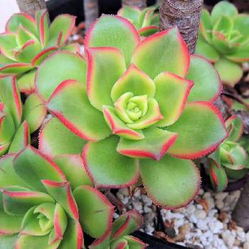 アエオニウム 夕映えの投稿画像一覧 Greensnap グリーンスナップ