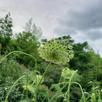 何とかニンジンの投稿画像一覧 Greensnap グリーンスナップ