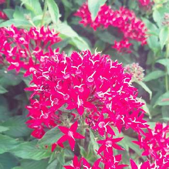 ペンタス赤の画像 by TAMAOさん | お出かけ先とペンタスとペンタスの花と公園とペンタス赤と花のある暮らしと夏でも元気な花フォトコンと花が好きとやっぱり花が好き♡