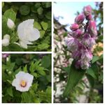 バイカウツギ スノーファンタジーの一覧 Greensnap グリーンスナップ