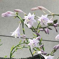 ギボウシ（ホスタ）の画像