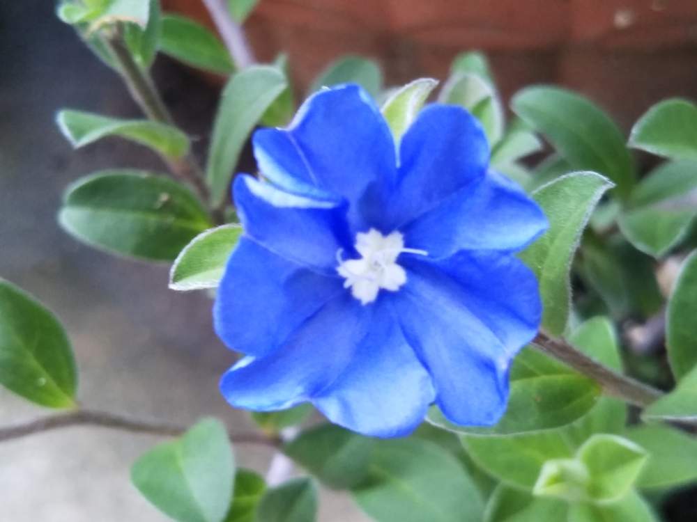 アメリカンブルーの投稿画像 By すずさん 夏の花と青い花と花のある暮らしとアメリカンブルー 19月7月6日 Greensnap グリーンスナップ