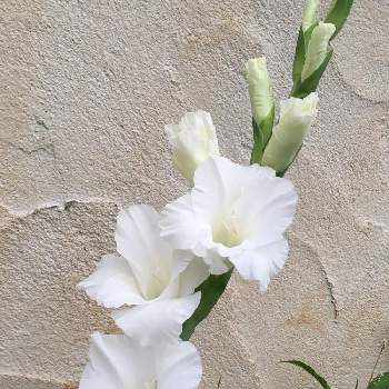 グラジオラスお花の投稿画像一覧 Greensnap グリーンスナップ