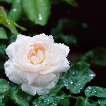 バラ マダムアルフレッドキャリエールの画像 by 上ちゃんさん | 小さな庭とバラ マダムアルフレッドキャリエールと富山支部とロザリアン２年目と花のある暮らしと薔薇♪