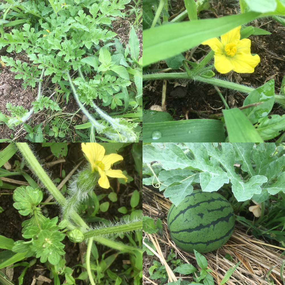 畑の投稿画像 By Roboさん 自然菜園と黄色い花と花のある暮らしと里山ガーデンと スイカと自然菜園と黄色い花と花のある暮らしと里山ガーデンと スイカ 19月7月6日 Greensnap グリーンスナップ Greensnap グリーンスナップ