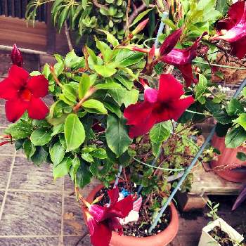 大人カラー ボルドー色 の投稿画像一覧 Greensnap グリーンスナップ