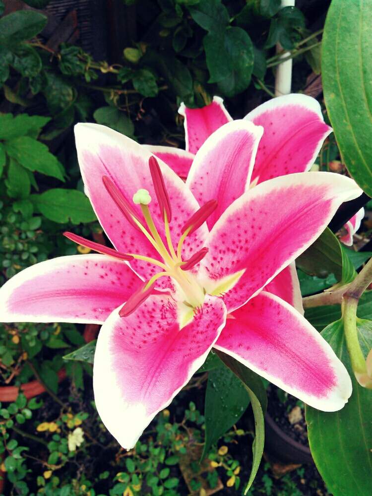 ユリ科の投稿画像 By くわこさん ピンクの花とユリ鉢植えと百合の花と球根植物と咲いた と大輪の花といい香り 19月7月6日 Greensnap グリーンスナップ
