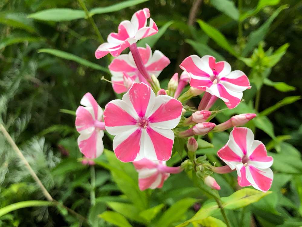 フロックス ペパーミントツイストの投稿画像 By おとみさんさん 小さな庭と耐寒性宿根草とフロックス属と夏でも元気な花フォトコンと宿根フロックス ペパーミントツイストと耐寒性宿根草とフロックス属と夏でも元気な花フォトコンと宿根フロックス ペパーミント