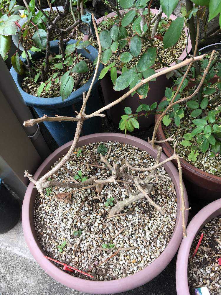 枯れ木に花が咲くランタナ Greensnap グリーンスナップ