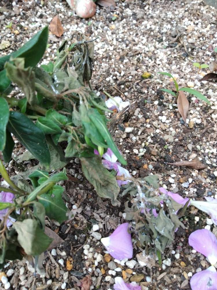 ニチニチソウの投稿画像 By さゆりさん ニチニチソウ と夏の花と相談と 日々草とガーデニング 19月7月6日 Greensnap グリーンスナップ