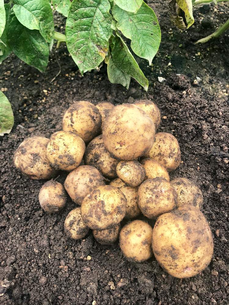 家庭菜園の投稿画像 By りえんぬさん 放置と初収穫とジャガイモとキタアカリと家庭菜園と放置と初収穫 19月7月6日 Greensnap グリーンスナップ Greensnap グリーンスナップ