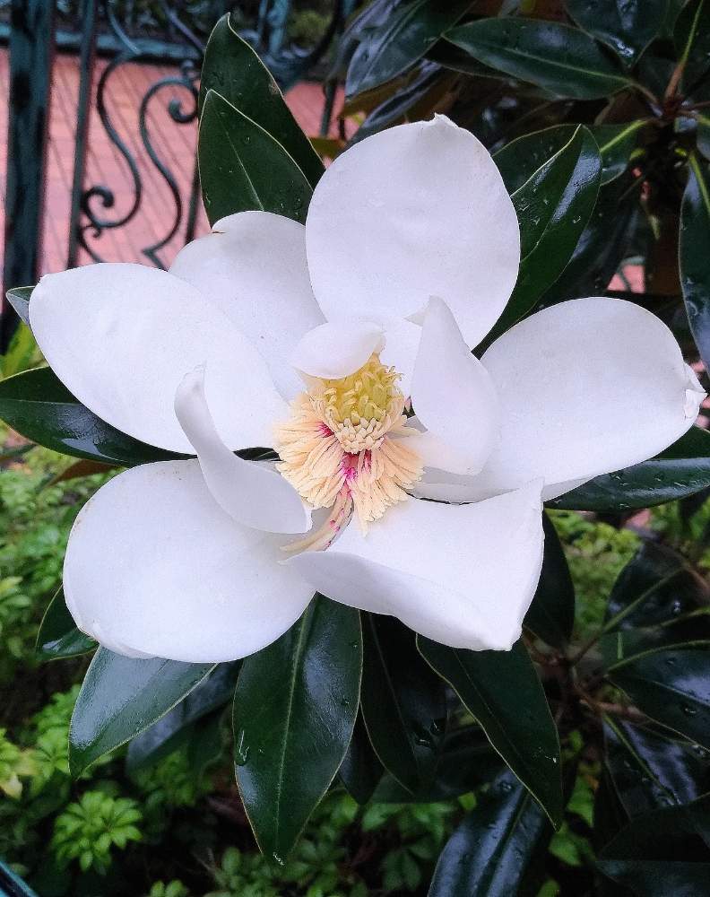 花のある暮らしの投稿画像 By わこ さん 素敵な花と素晴らしい花 19月7月6日 Greensnap グリーンスナップ