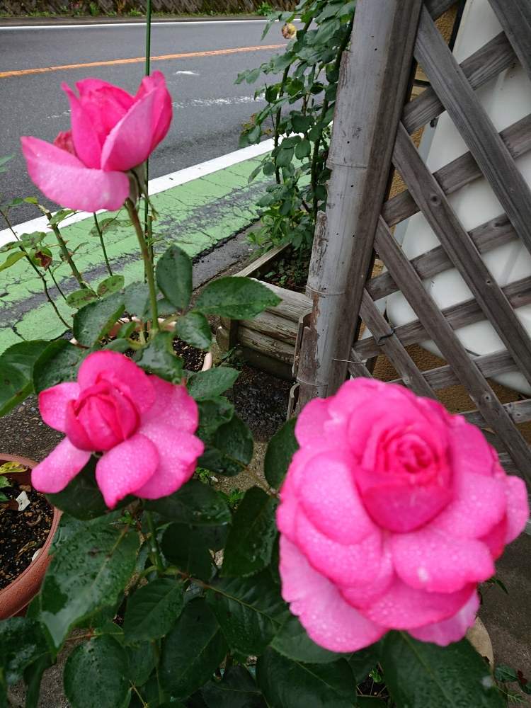 京成バラ園からお迎えの投稿画像 By 山ちゃんさん 鉢植えと花のある暮らしと我が家のバラとイブピアッチェ と強香 19月7月6日 Greensnap グリーンスナップ