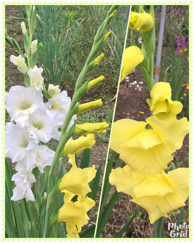 グラジオラスの投稿画像 By 三毛猫さん 黄色い花と花のある暮らしと夏でも元気な花フォトコンと白色 の花と球根植物と畑と黄色い花と花のある暮らしと夏でも元気な花フォトコンと白色の花と球根植物 19月7月6日 Greensnap グリーンスナップ Greensnap