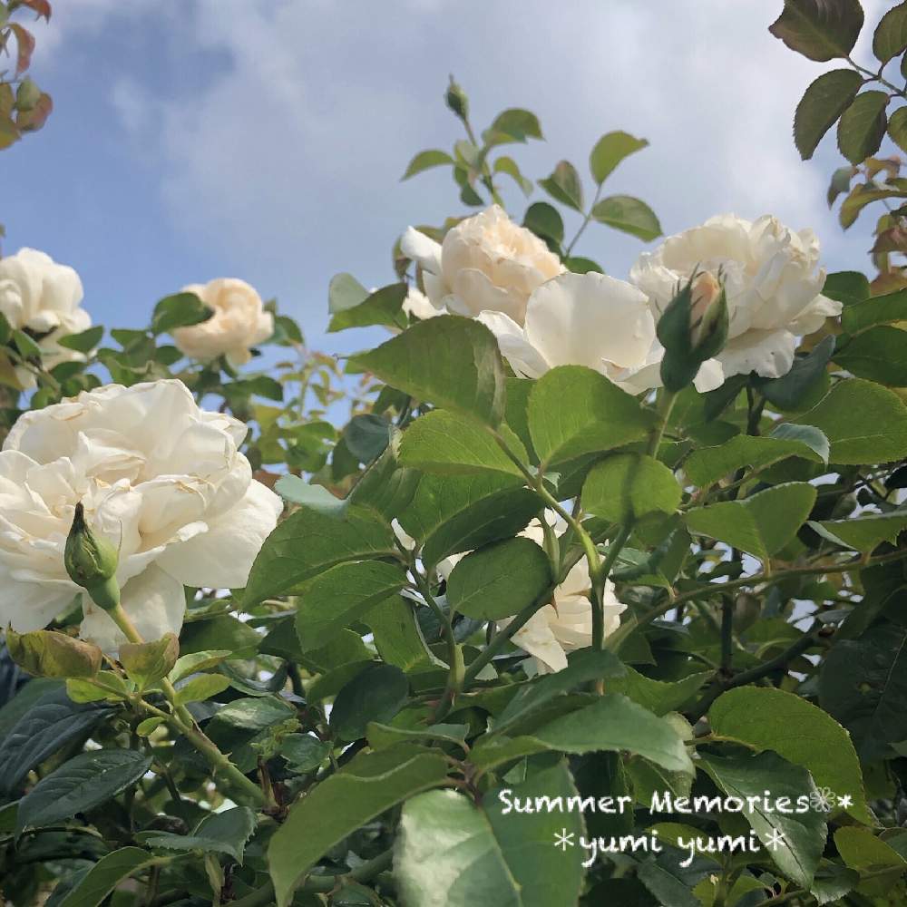 サマーメモリーズの投稿画像 By Yumi Yumi さん キュンキュン乙女倶楽部とお疲れ様です と東北 北海道に光をとばら バラ 薔薇と白いバラ とつるバラと今日のお花と花のある暮らしとキュンキュン乙女倶楽部no 219とかわいいな と清楚な白いお花 19月7月6日