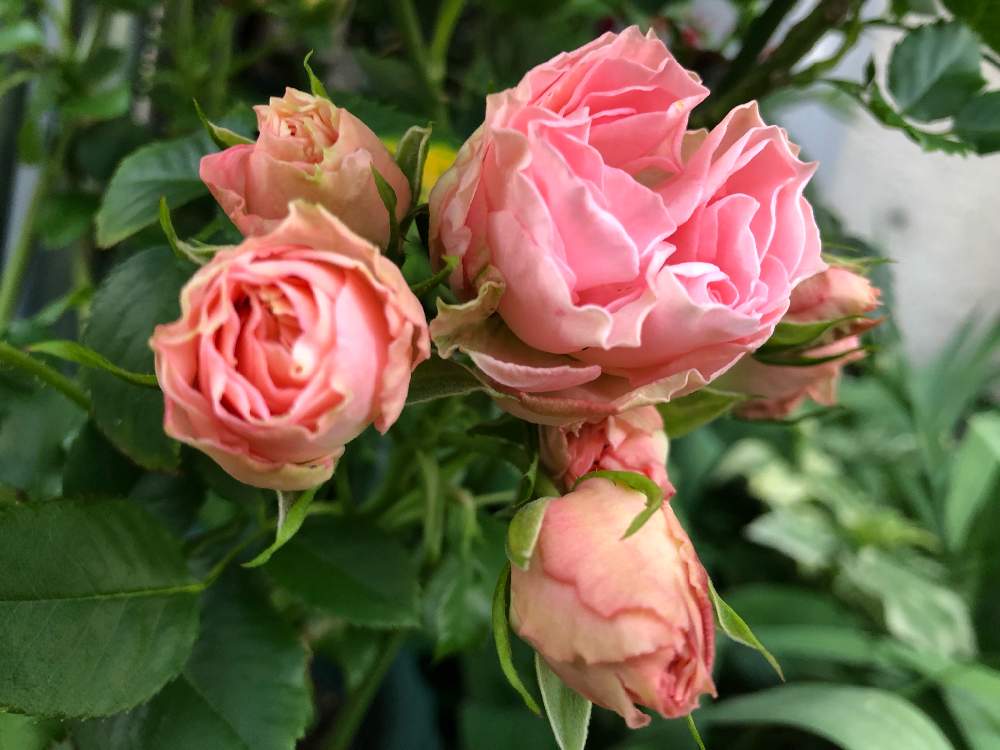 バラ ロマンティックレースの投稿画像 By アキコさん かわいすぎる と薔薇 とかわいい とだいすき と花のある暮らしとバラのある暮らし 19月7月6日 Greensnap グリーンスナップ