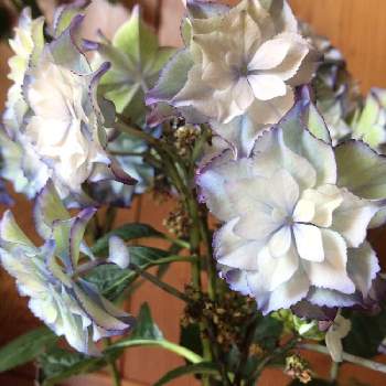 ブリーディングセレクションの投稿画像一覧 Greensnap グリーンスナップ