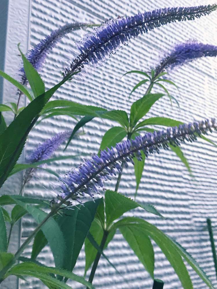 オカトラノオの投稿画像 By Itさん 広い庭 19月7月6日 Greensnap グリーンスナップ Greensnap グリーンスナップ