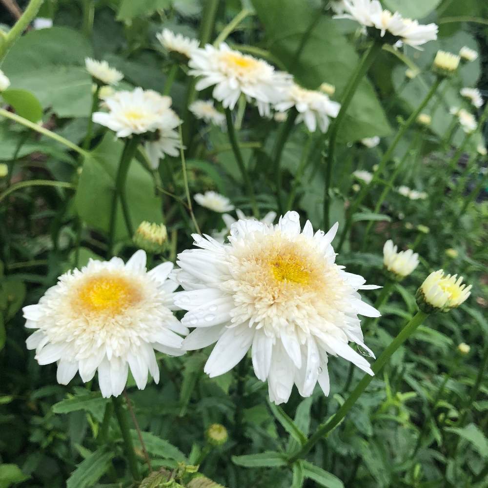 八重咲きシャスターデージーの投稿画像 By さやさん 19月7月6日 Greensnap グリーンスナップ Greensnap グリーンスナップ