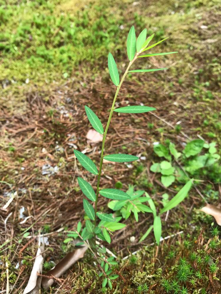 変わった葉っぱの投稿画像 By ササっとさんさん イングリッシュガーデンに憧れてと雑草 と野生の勘と花のある暮らしと温存シリーズ 19月7月6日 Greensnap グリーンスナップ