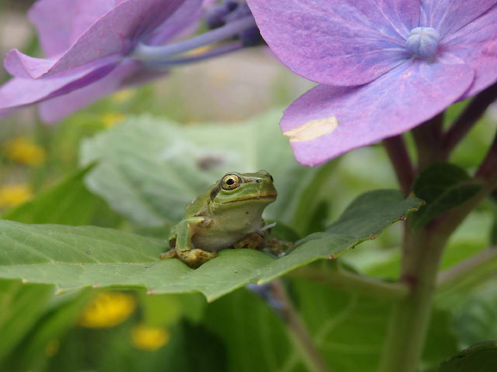 カエル着ぐるみBABY♡カタツムリ.紫陽花 | www.pklaw.in