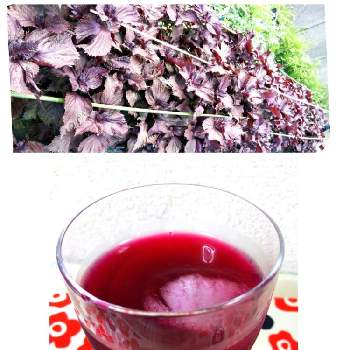 赤紫蘇ジュースの画像 by 空kuuさん | 畑と赤紫蘇と赤紫蘇ジュースと花のある暮らしと家庭菜園奮闘日記
