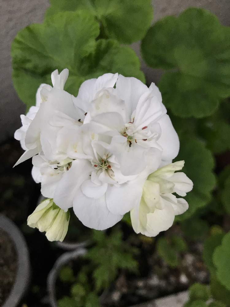 ゼラニウムの投稿画像 By ぬっくさん 白い花と花のある暮らし 19月7月6日 Greensnap グリーンスナップ