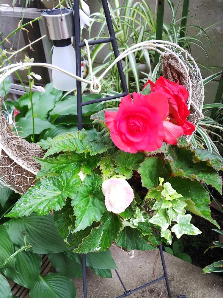 ヘデラの投稿画像 By ゆずさん フォーチュンベゴニアと寄せ植えと花のある暮らしとハンギングバスケット 19月7月6日 Greensnap グリーンスナップ