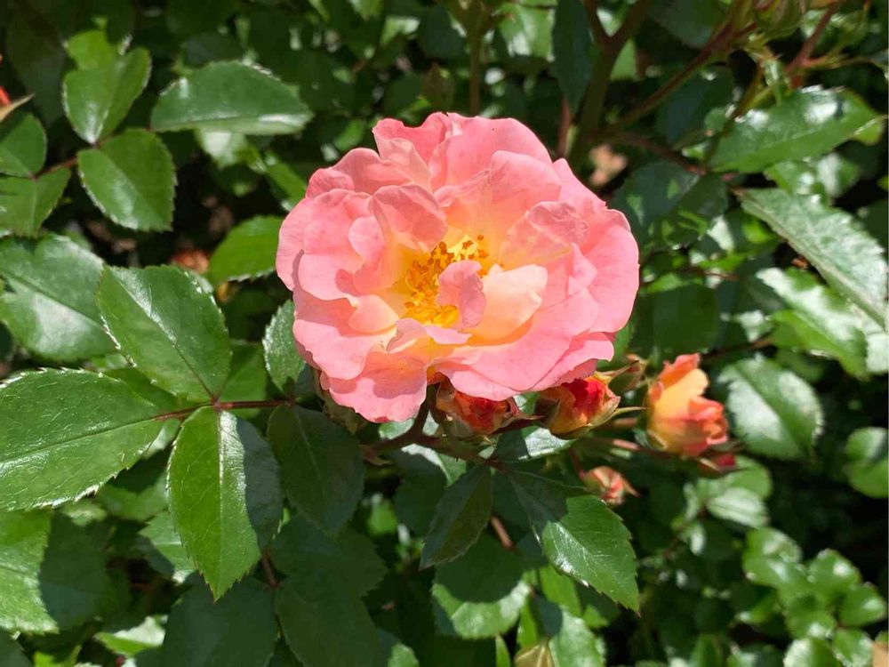 とぱーずさんの山下公園への投稿
