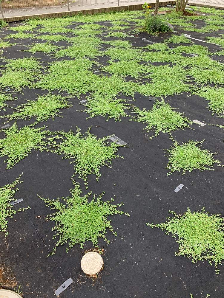 クラピアの投稿画像 By Mmm3さん クラピア部とグランドカバーとクラピアk7とgreen Up とお庭を彩るお花 樹木フォトコン 19月7月7日 Greensnap グリーンスナップ