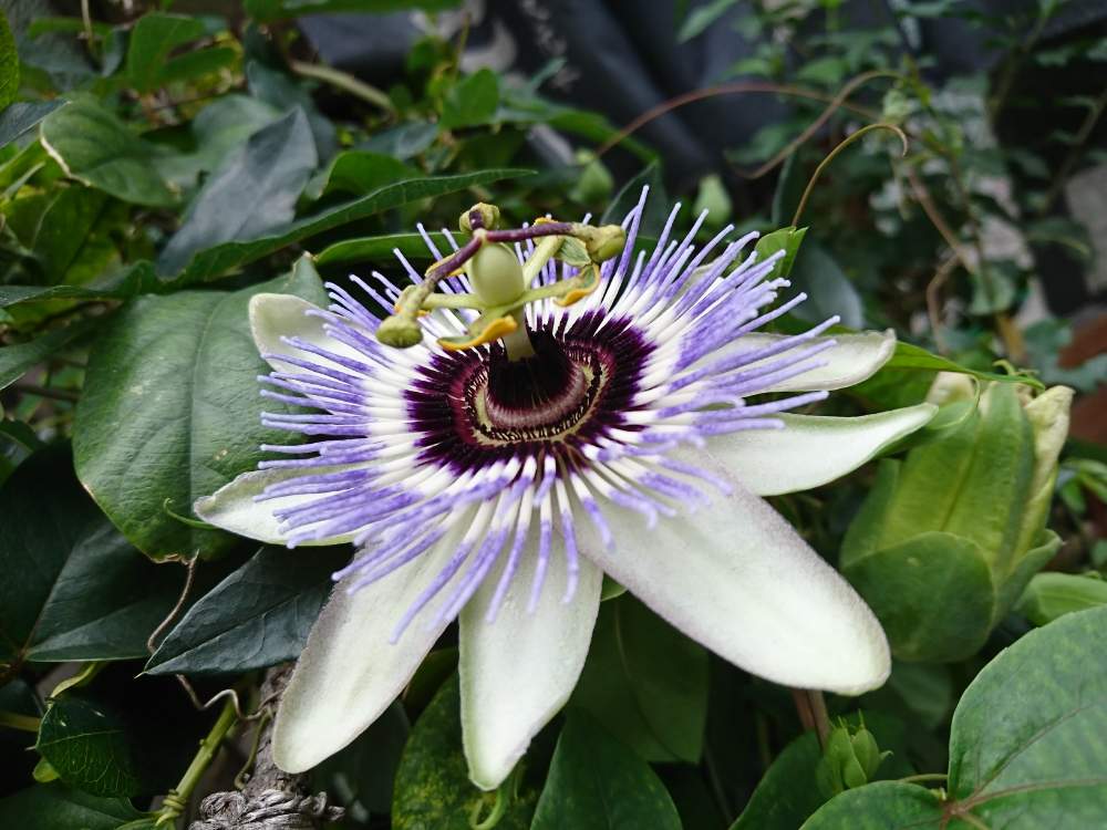 綺麗なトケイソウ 花 言葉 最高の花の画像