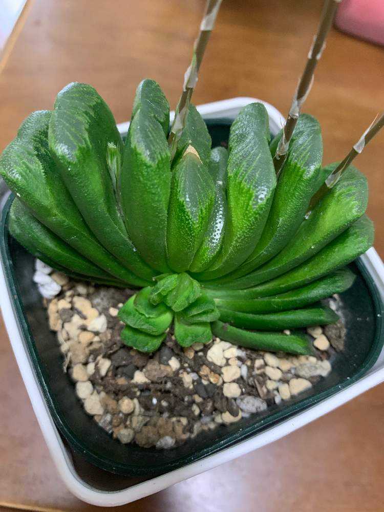 多肉植物 ハオルチア 涙の玉錦 極上鮮明斑 希少 多肉植物 ハオルチア 涙の玉錦 極上鮮明斑 希少