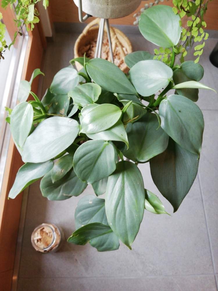 フィロデンドロン シルバーメタルの投稿画像 By イチマールさん 19月7月7日 Greensnap グリーンスナップ