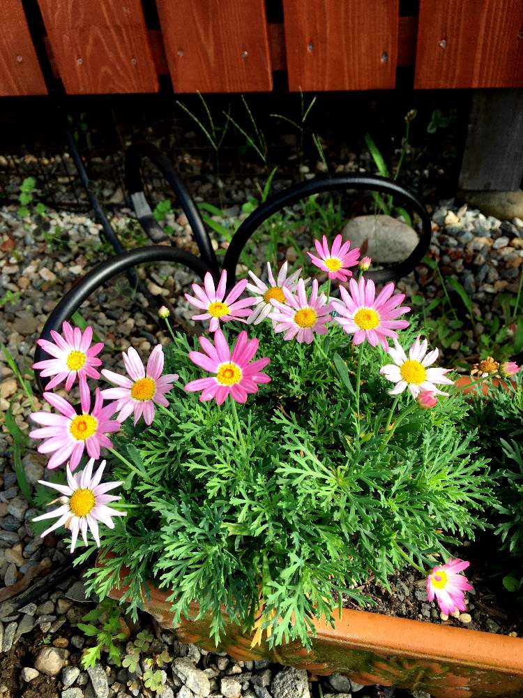 マーガレットの投稿画像 By Kumiさん 小さな庭と綺麗 と宿根草の庭と素敵 と植えっぱなしと花のある暮らしと綺麗 と宿根草 の庭と素敵 と植えっぱなしと花のある暮らし 19月7月7日 Greensnap グリーンスナップ Greensnap グリーン