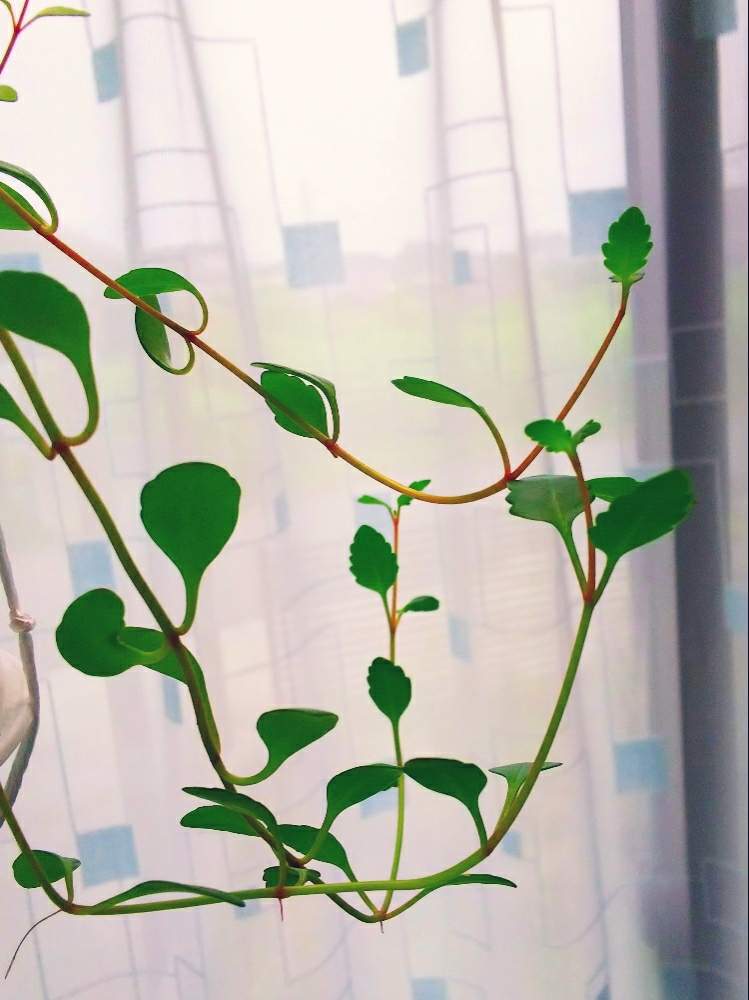 カランコエテッサの投稿画像 By しずかむさん 多肉植物と徒長っ子倶楽部と観葉植物と徒長とサンルーム 19月7月7日 Greensnap グリーンスナップ カランコエテッサの投稿画像 By しずかむさん 多肉植物と徒長っ子倶楽部と観葉植物と徒長とサンルーム 19月7月7日 Greensnap グリーンスナップ