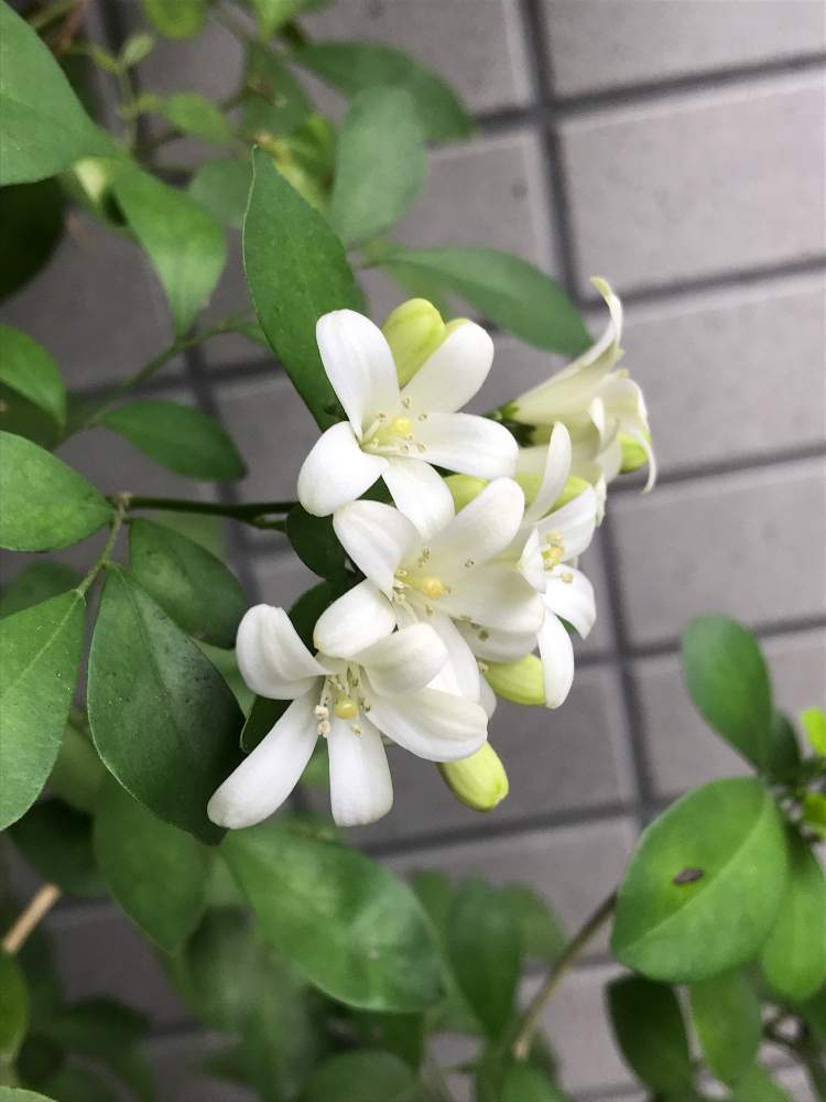 月橘の投稿画像 By Hirokkieさん 和名漢字 月橘 19月7月7日 Greensnap グリーンスナップ