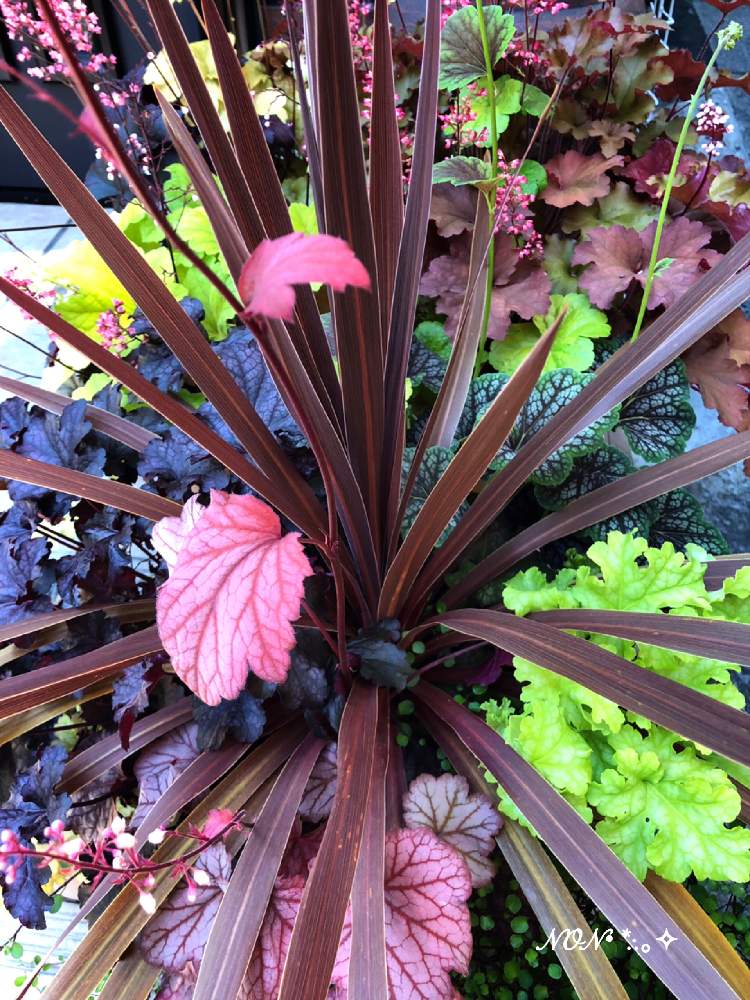 ヒューケラの投稿画像 By のん さん コルジリネ レッドスターと小さな庭とみどりのある暮らしとカラーリーフと寄せ植えとヒューケラ 大好きと花のある暮らしとみどりのある暮らしとカラーリーフと寄せ植えとヒューケラ大好きと花のある暮らし 19月7月7日